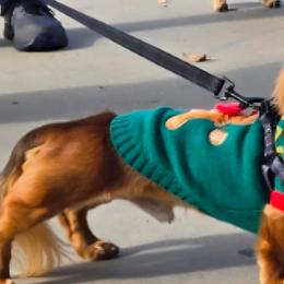 Dachshunds from 8 Dach Army Mini Doxies