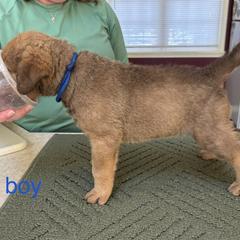 Chesapeake Bay Retriever Puppies from Marshpoint Gun Dogs