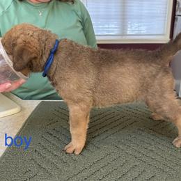 Chesapeake Bay Retriever Puppies from Marshpoint Gun Dogs