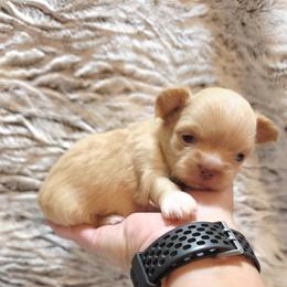 Cream - Cream male Chihuahua puppy in Richmond, Virginia from Breens