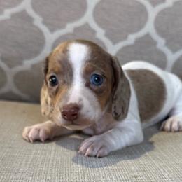 Rosie - Dapple female Dachshund puppy in Joshua Tree, California from Desert Dreams Ranch