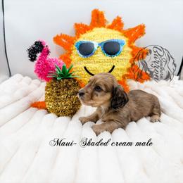 Maui - Cream male Dachshund puppy in Prairieville, Louisiana from Southern Barron Danes & Dachshunds