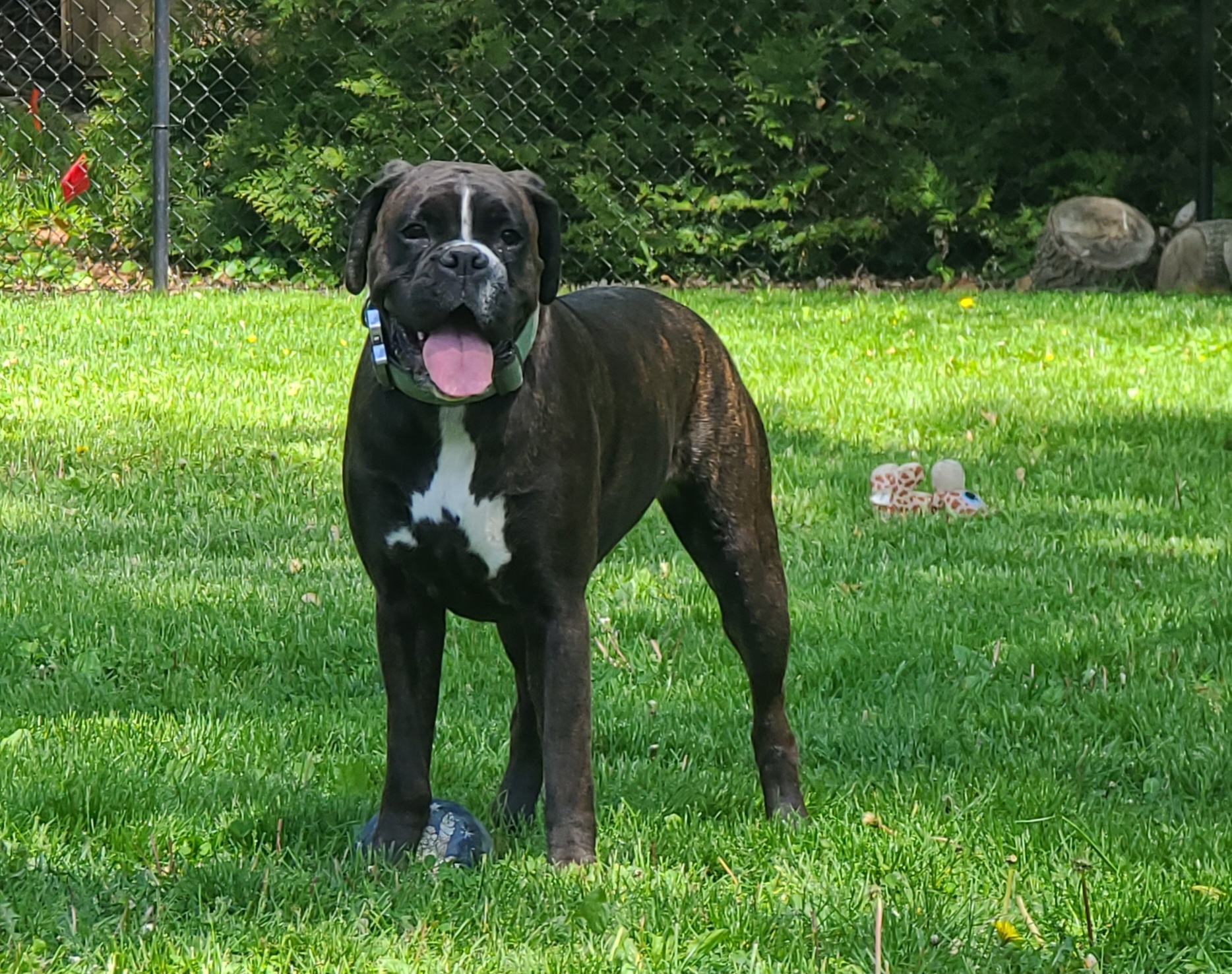 Enyo - Boxer