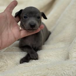 Josephine - Blue female Italian Greyhound puppy in Wilkes Barre, Pennsylvania from Laraz Pupz
