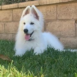 Berger Blanc Suisse Puppies from Absolute Dream White Swiss Shepherds
