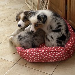 Australian Shepherd and Miniature American Shepherd Puppies from Battlefield Australian Shepherds and Miniature American Shepherds