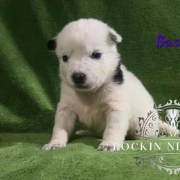 Bashful - Blue female Australian Cattle Dog puppy in Silsbee, Texas from Rockin ND Ranch