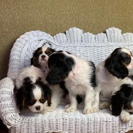 Cavalier King Charles Spaniel Puppies from Holston Mountain Cavaliers