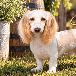 Dachshunds and Perro de Presa Canarios from Mesquite Creek Kennels