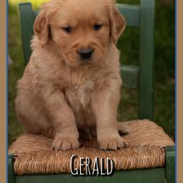 Gerald - Dark golden male Golden Retriever puppy in Driggs, Idaho from SK Golden Retrievers