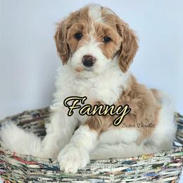 Fanny - Parti female Goldendoodle puppy in Humboldt, Minnesota from Sister Doodles