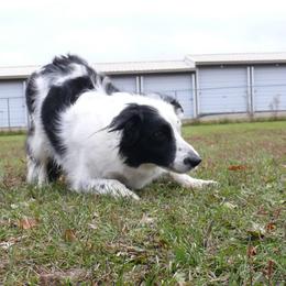 Border Collies from LaTiKi Border Collies