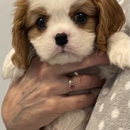 Bing Crosby - Blenheim male Cavalier King Charles Spaniel puppy in Lynchburg, Virginia from Kilmaren Cavaliers and Born in the USA Biewer Terriers