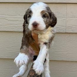 Bruno BLUE EYES - Chocolate merle male Bernedoodle puppy in Horseshoe Bend, Idaho from Over the Moon Poodles and Doodles