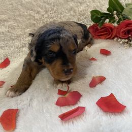 Aussiedoodle puppies from The Highland Shepherds & Doodles