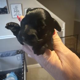 Sugar - Black female Yorkipoo puppy in Florence, Kentucky from 4paws4ever by Design