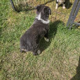 Miniature American Shepherd and Miniature Australian Shepherd Puppies from Valintina's MAS