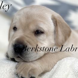 Riley - Yellow male Labrador Retriever puppy in Harrisburg, Pennsylvania from Berkstone Labradors