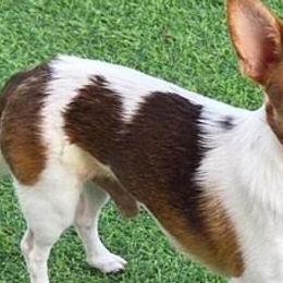 Chihuahuas from Mystic Angels Chihuahuas