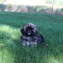 Boy 1 - Gold male Shih Tzu puppy in Craig, Colorado from Rocky Mountain Shih Tzus and Dry Creek Miniature Dachshunds