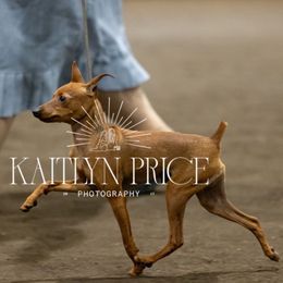 Mason - Miniature Pinscher