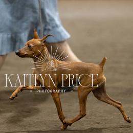 Mason - Miniature Pinscher