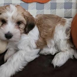 Havanese from Mead's Havanese