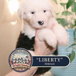 Liberty - Gray and white female Old English Sheepdog puppy in Cleveland, Tennessee from Narrow Path Old English & Sheepadoodles