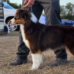 Style - Miniature American Shepherd