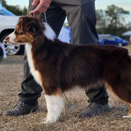 Style - Miniature American Shepherd