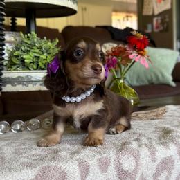 Jade - Cream female Dachshund puppy in New Albany, Mississippi from Double A. Doxies