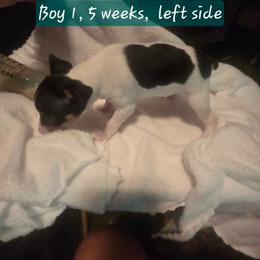 BEE'EM SEA LOVE WITH ME - White black and tan male Toy Fox Terrier puppy in Conway, South Carolina from Bee'Em Sea Kennel