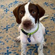 Pointers from En Pointe Kennels
