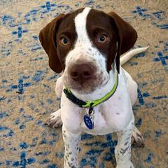 Pointers from En Pointe Kennels