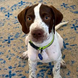 Pointers from En Pointe Kennels
