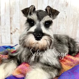 Gizmo - Miniature Schnauzer