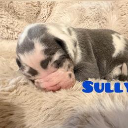 Sully - Harlequin male Great Dane puppy in Somerset, Ohio from Quarter Creek Danes