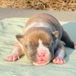 Rita - Blue fawn female American Staffordshire Terrier puppy in Guilford County, North Carolina from Explicit Kennel