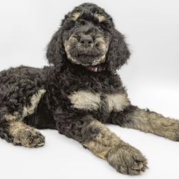 Poodle Puppies from DoodleHaven