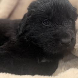 Boy 3 - male Newfoundland puppy in Brandenburg, Kentucky from Amanda's Newfoundlands