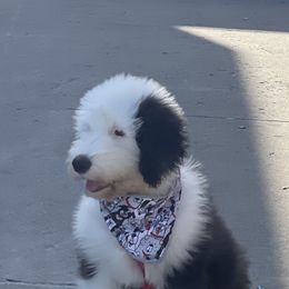Sheepadoodle Puppies from Bns Sheepadoodles ( F1b reverse OES)
