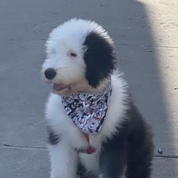 Sheepadoodle Puppies from Bns Sheepadoodles ( F1b reverse OES)