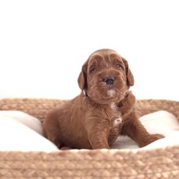 Goldendoodle Puppies from Indy Goldendoodles