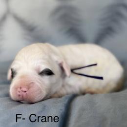 Crane - Chalk female Australian Labradoodle puppy in Morgan Hill, California from Loving Labradoodles
