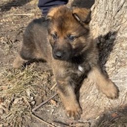 German Shepherd Puppies from Czech Working Lines