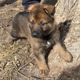 German Shepherd Puppies from Czech Working Lines