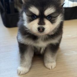 Peony - Black and white female Pomsky puppy in Los Angeles, California from CaliMex Pomskies