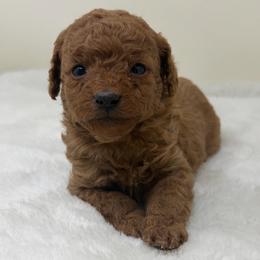 Boy 2 - Red  male Goldendoodle puppy in Haleyville, Alabama from Susan’s Prefurred Doodles
