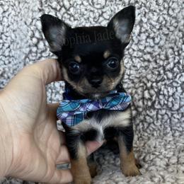 Oscar - Black and tan male Chihuahua puppy in Augusta, Georgia from Sophia Jade's Chi Brigade