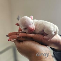 LITTLE GRAY - White male Maltese puppy in Victoville, California from T&C Maltese